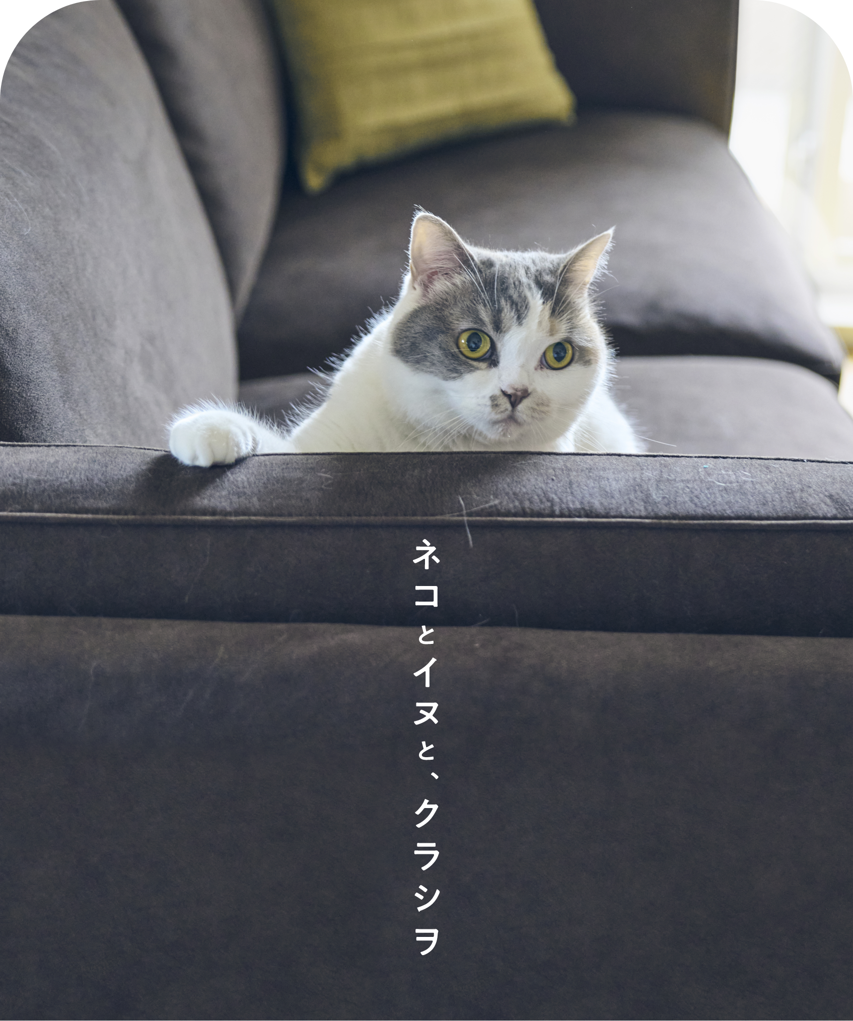 ネコとイヌと、クラシヲ