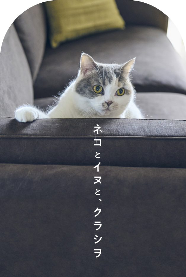 ネコとイヌと、クラシヲ